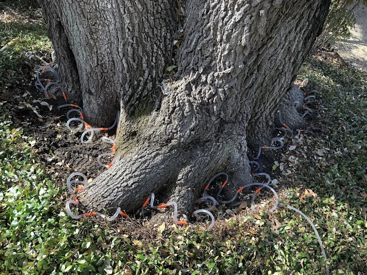 Detailed Tree Cabling and Bracing job site in Hibbs