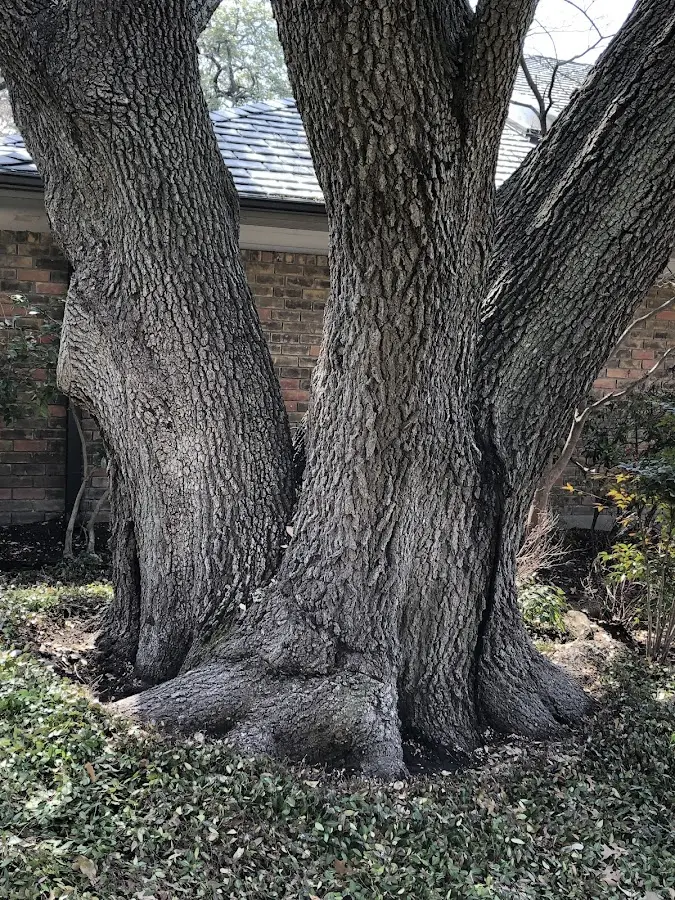 Mature heritage tree close to a Hibbs property cared for by certified arborists